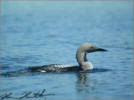 Storlom (Gavia arctica)