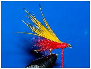 Rainbow Stonefly, by Dan Fallon