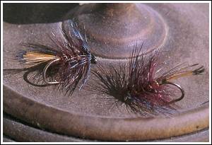 Claret Bumble. Foto: Gerben Groustra © 2000