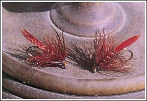 Fiery Brown Bumble. Foto: Gerben Groustra © 2000